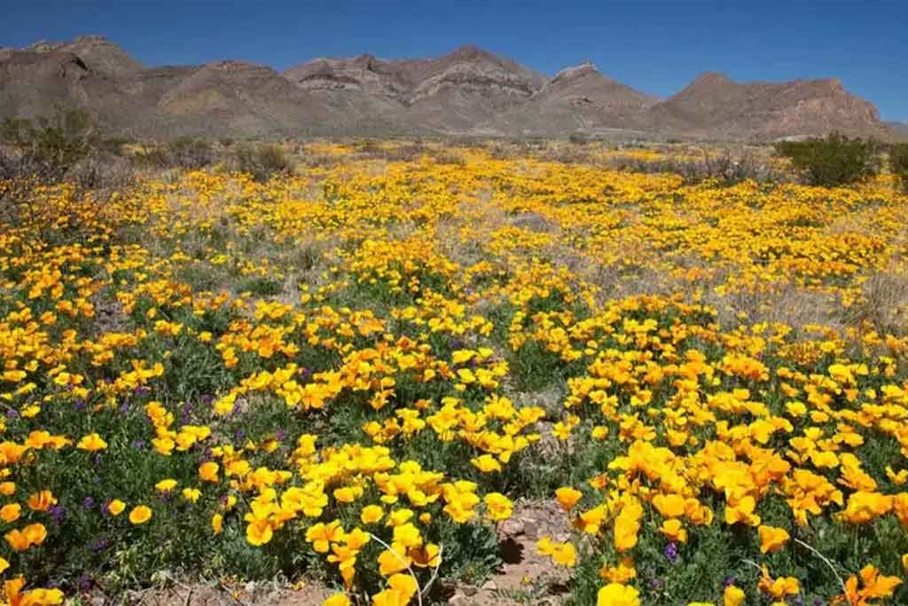 El Paso